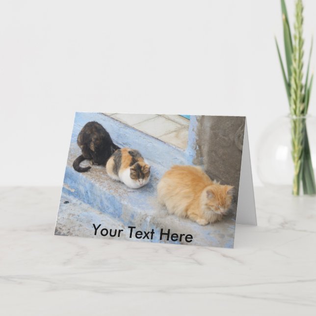 Customisable cats, Chefchaouen, Morocco Card (Front)