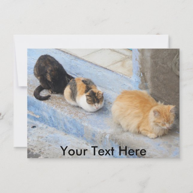 Customisable cats, Chefchaouen, Morocco card (Front)