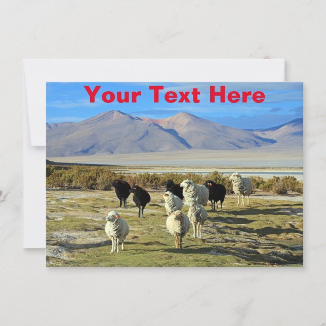 Customisable Chilean sheep Card (Front)