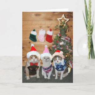 Customisable Christmas Cats/Kitties Argyle Sweater Holiday Card