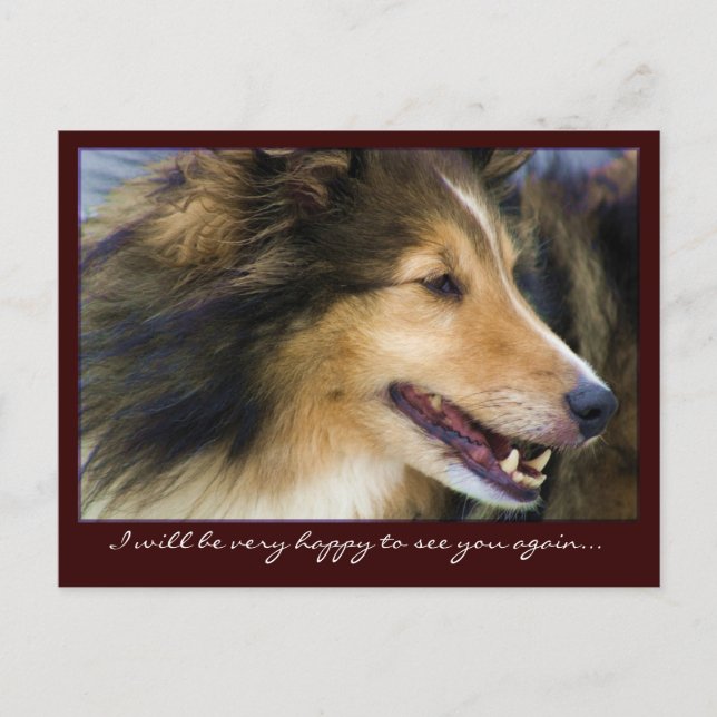 Customisable Collie Postcards (Front)