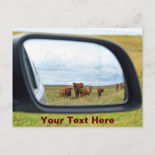 Customisable cows in the mirror postcard
