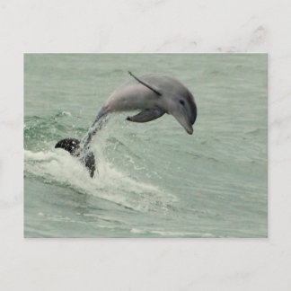 Customisable Dolphin Postcard