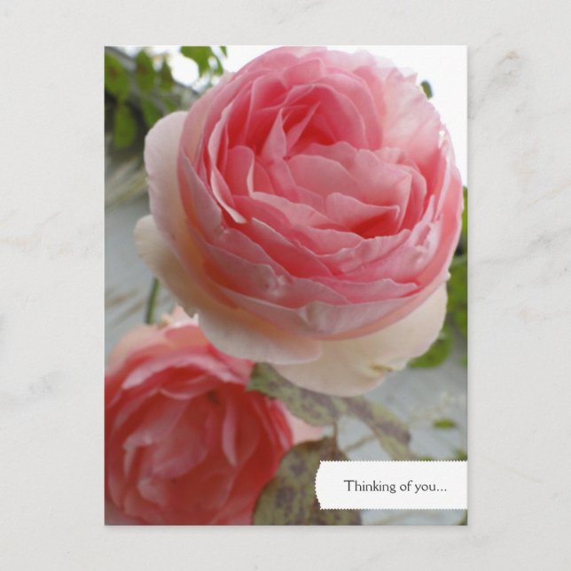Customisable English Rose Garden Postcard (Front)