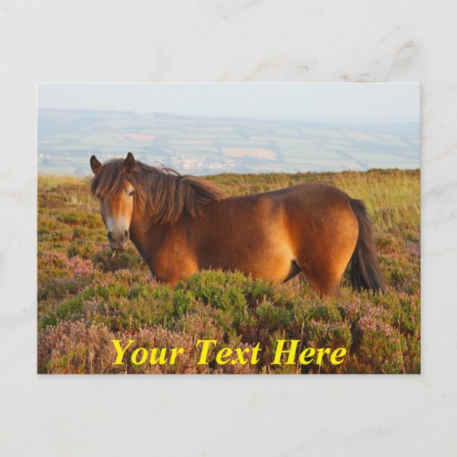 Customisable Exmoor pony, horse, Somerset, England Postcard (Front)