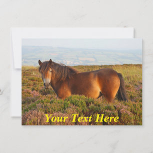 Customisable: Exmoor pony, Somerset, England Card