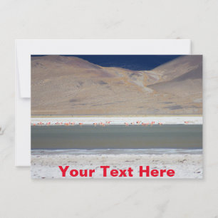 Customisable flamingos at Salar del Huasco, Chile Card