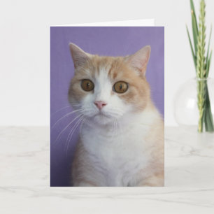 Customisable Funny Cat/Kitty Valentine Holiday Card
