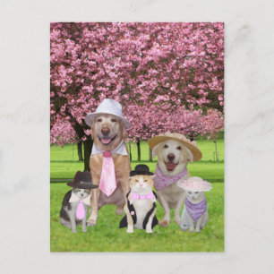 Customisable Funny Pet Pink Theme Postcard