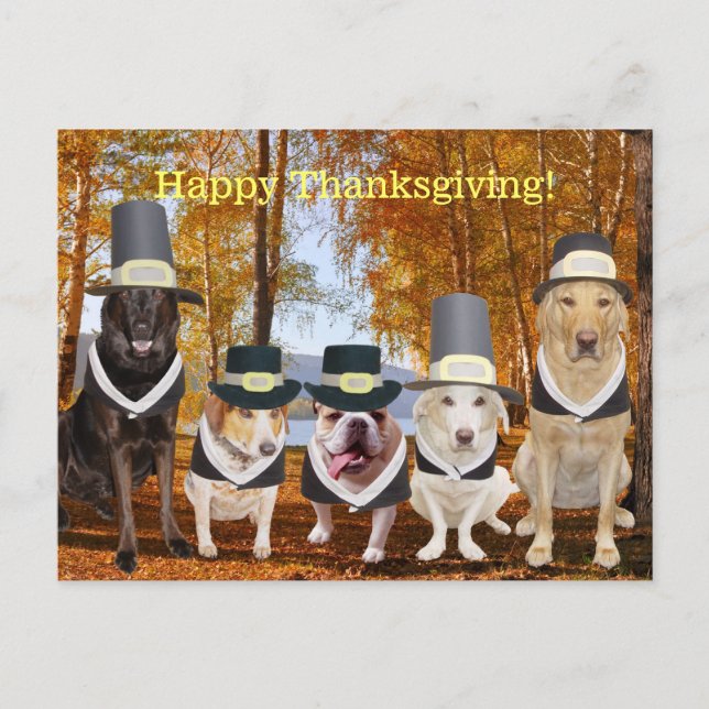 Customisable Funny Pilgrim Dogs Thanksgiving Post Holiday Postcard (Front)