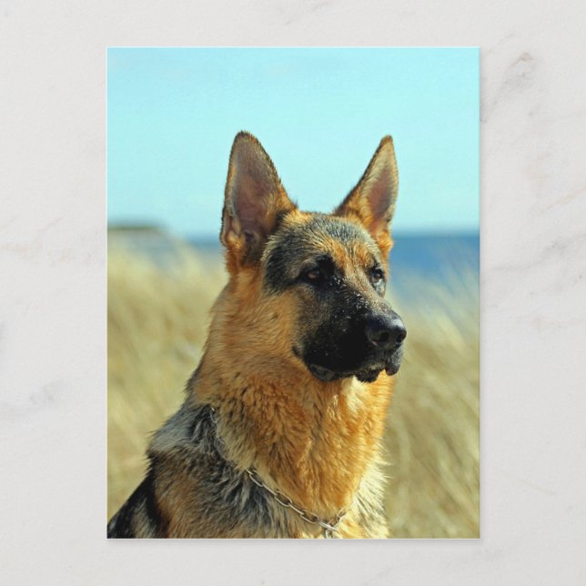 Customisable German Shepherd Dog Postcard (Front)
