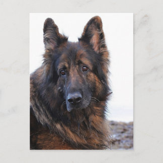 Customisable German Shepherd Dog Postcard