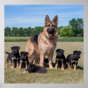 Customisable German Shepherd with Adorable Puppies Poster