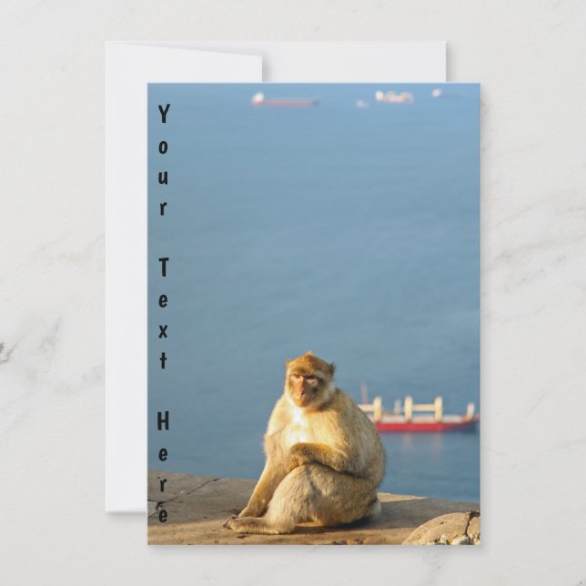 Customisable Gibraltar Barbary ape (Front)
