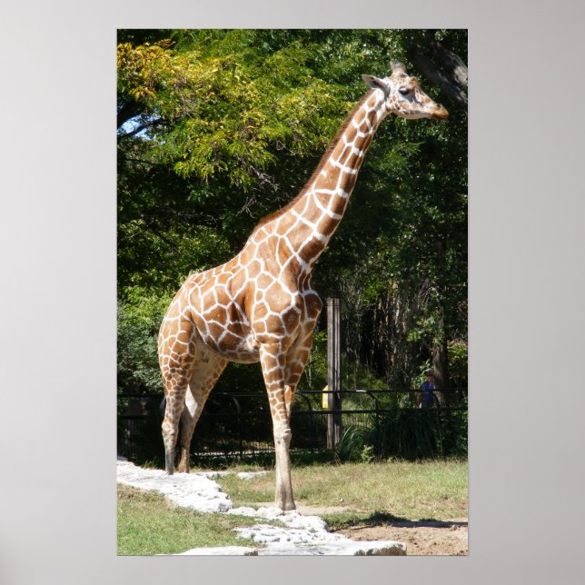 Customisable Giraffe Poster (Front)
