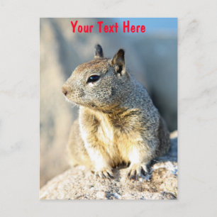 Customisable gray squirrel Monterey Bay California Postcard