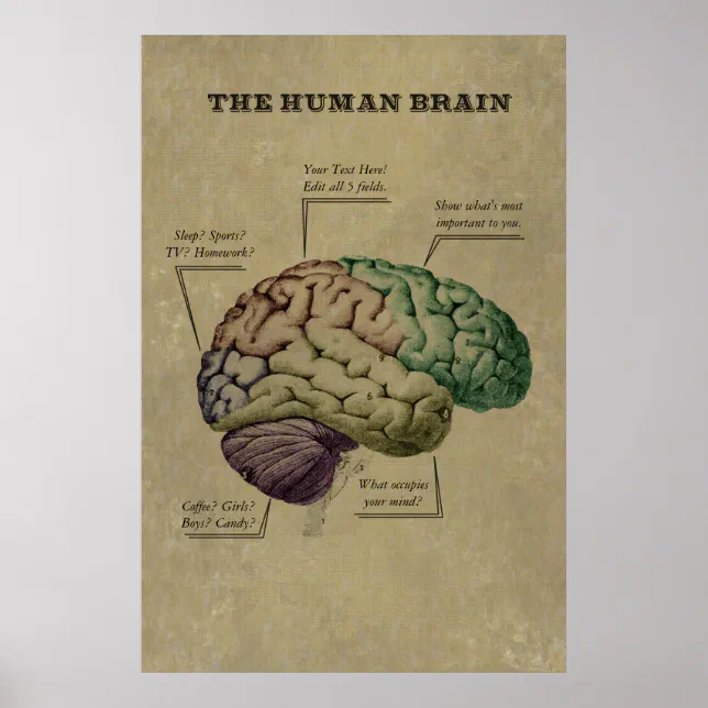 Customisable Human Brain Poster, edit the 5 labels Poster | Zazzle