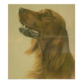 Customisable Irish Setter Art Poster