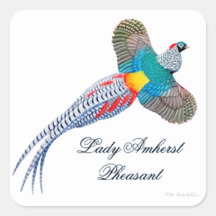 Customisable Lady Amherst Sticker