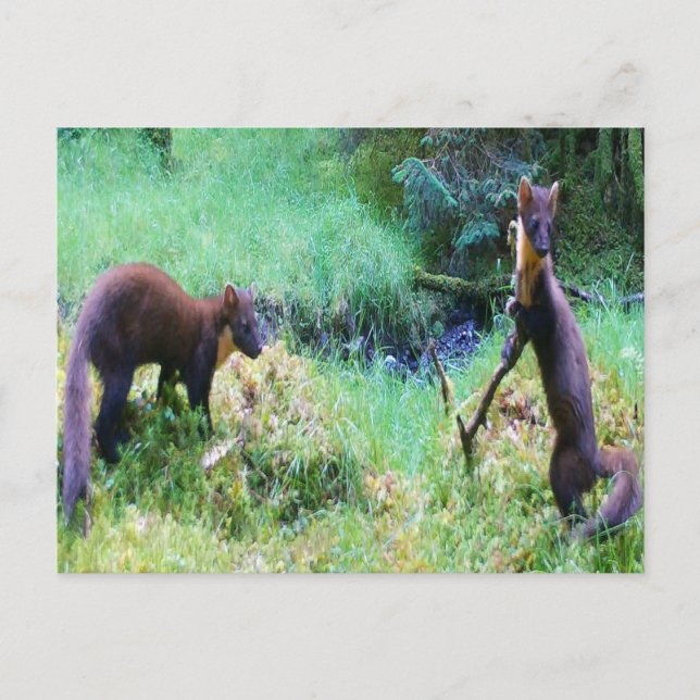 Customisable Mr & Mrs Pine Marten Greeting Card (Front)