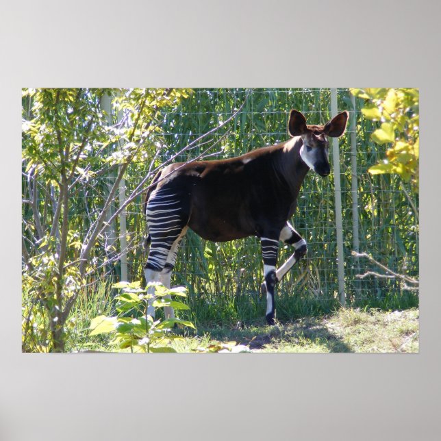 Customisable Okapi Poster (Front)