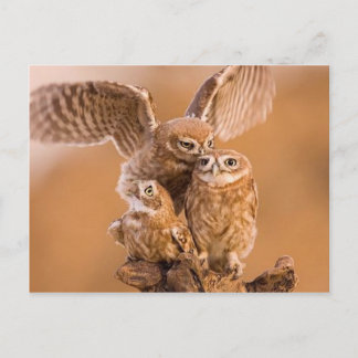 Customisable Owl Cards, Postcards, Stickers Postcard