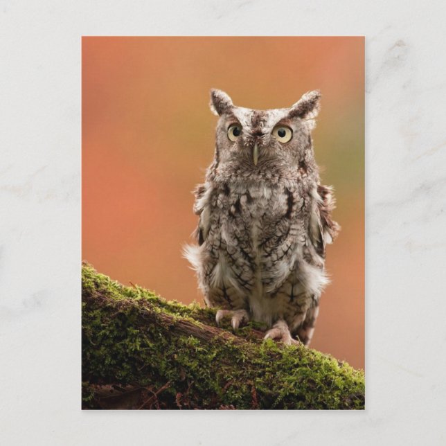 Customisable Owl Cards, Postcards, Stickers Postcard (Front)