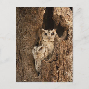 Customisable Owl Cards, Postcards, Stickers Postcard