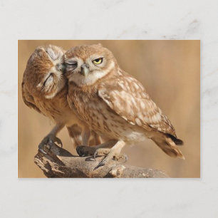 Customisable Owl Cards, Postcards, Stickers Postcard
