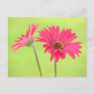 Customisable Pink Gerber Daisies on Green Postcard