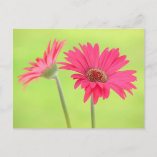 Customisable Pink Gerber Daisies on Green Postcard