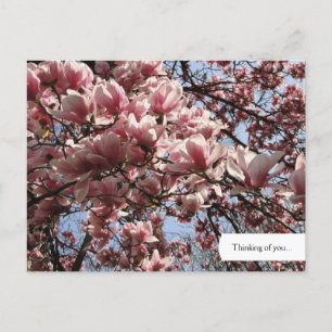 Customisable Pink Magnolia Blossoms Postcard