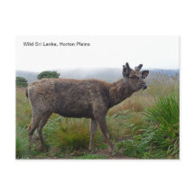 Customisable Postcard featuring a Sambar Deer