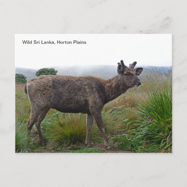 Customisable Postcard featuring a Sambar Deer (Front)