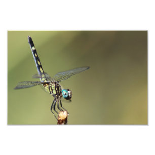 Customisable Print, Dragonfly with Vortex Eyes Photo Print