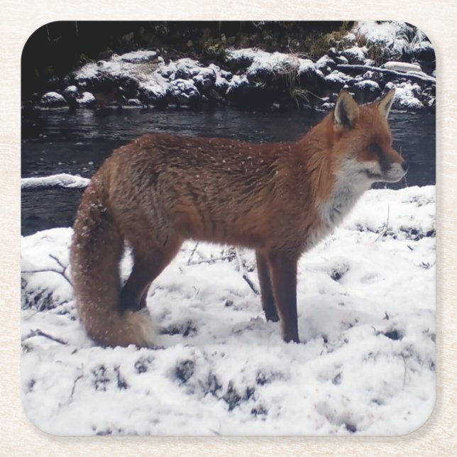 Customisable Red Fox in Snow Nature Square Paper Coaster (Front)
