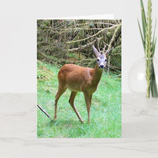 Customisable Roe Deer Buck Nature Lover Card (Front)