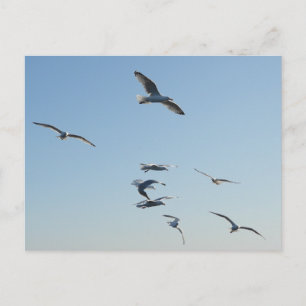 Customisable Seagull Flying Coastal Bird Holiday Postcard