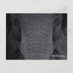 Customisable Sri Lanka Elephant Postcard