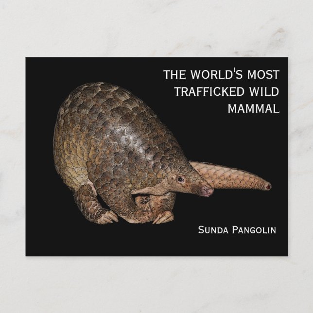 Customisable Sunda Pangolin Postcard (Front)