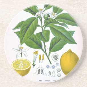 Customisable Vintage Lemon Sandstone Coaster