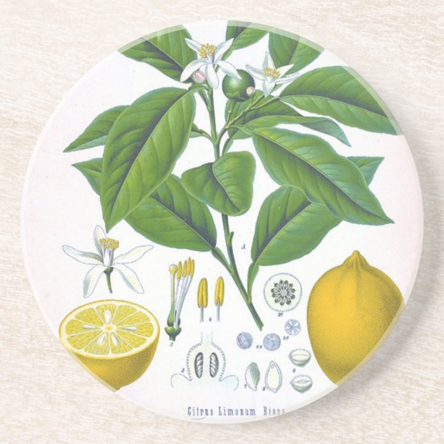 Customisable Vintage Lemon Sandstone Coaster (Front)