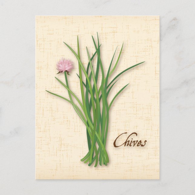 Customise Chives Herb Postcard (Front)