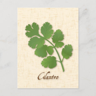 Customise Cilantro Herb Postcard