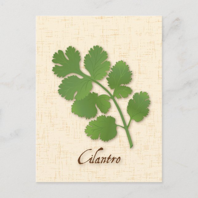 Customise Cilantro Herb Postcard (Front)