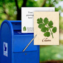 Customise Cilantro Herb Postcard