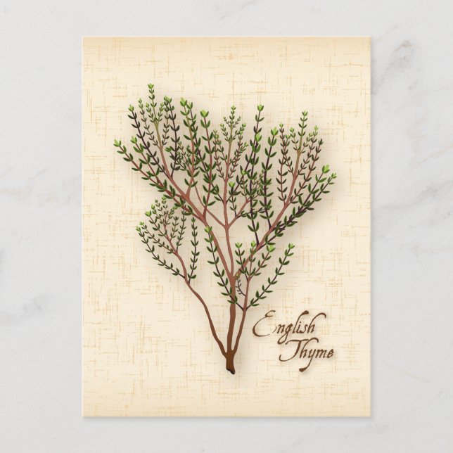 Customise English Thyme Herb Postcard (Front)
