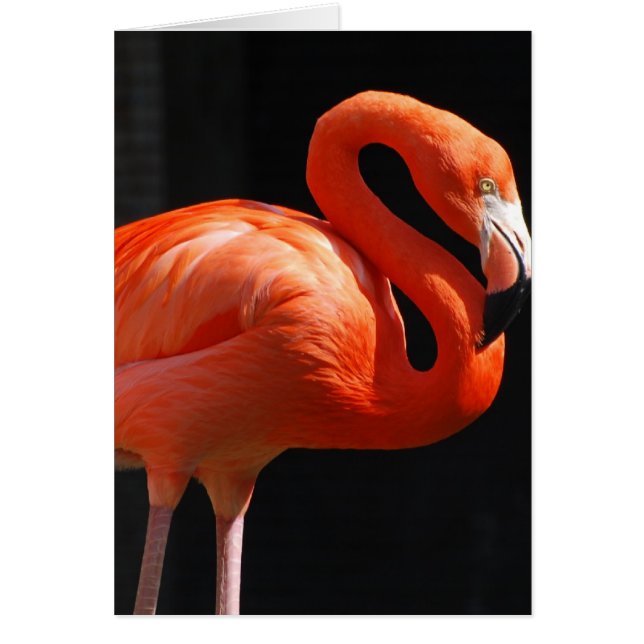 Customise Product (Front)