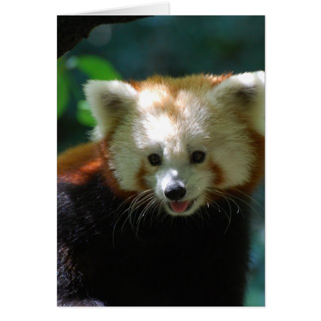 Customise Product (Front)