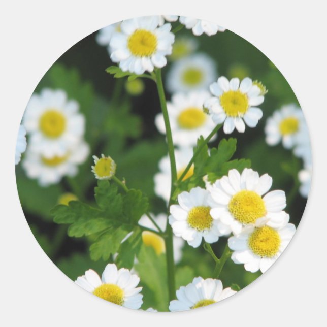 Customise Product Classic Round Sticker (Front)